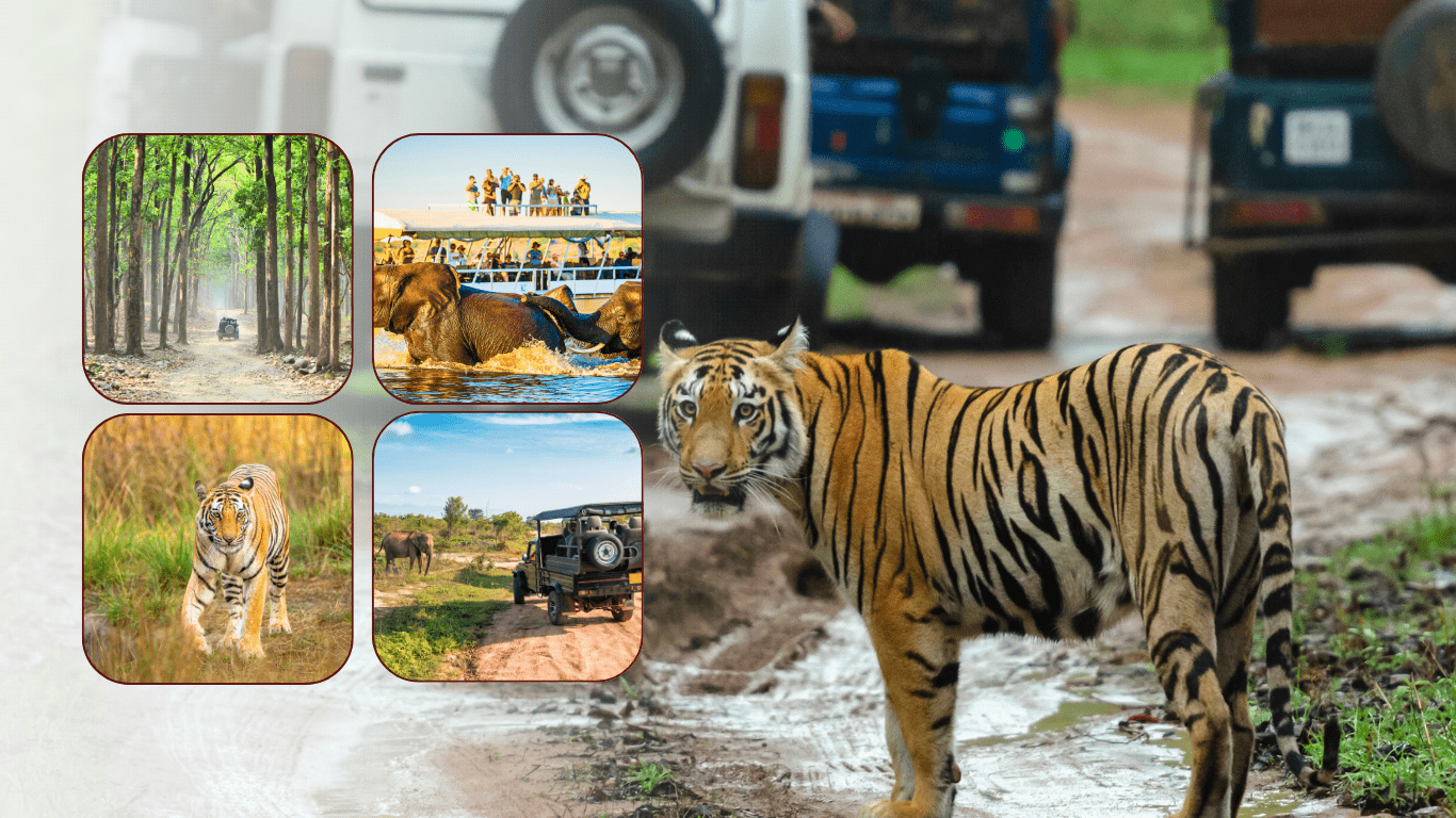 jim corbett night stay charges infinity resort